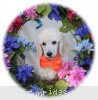 A photo of Sunridge Moonlight Dream Maker, a white standard poodle