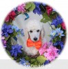 A photo of Sunridge Moonlight Dream Maker, a white standard poodle