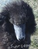 A photo of Sunridge Warrior Princess, a silver standard poodle