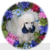 A photo of Sunridge Vision In the Moonlight, a white standard poodle