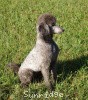 A photo of Sunridge Warrior Princess, a silver standard poodle