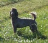 A photo of Sunridge Warrior Princess, a silver standard poodle