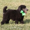 A photo of X. Twilight Princess, a silver standard poodle