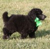 A photo of X. Twilight Princess, a silver standard poodle