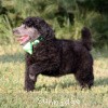 A photo of X. Twilight Princess, a silver standard poodle