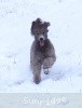 A photo of Sunridge Warrior Princess, a silver standard poodle