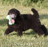 A photo of X. Twilight Princess, a silver standard poodle