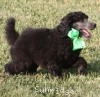 A photo of X. Twilight Princess, a silver standard poodle