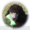 A photo of X. Twilight Princess, a silver standard poodle