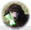 A photo of X. Twilight Princess, a silver standard poodle