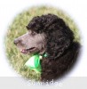 A photo of X. Twilight Princess, a silver standard poodle