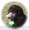 A photo of X. Twilight Princess, a silver standard poodle