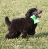 A photo of X. Twilight Princess, a silver standard poodle