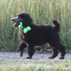 A photo of X. Twilight Princess, a silver standard poodle