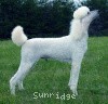 A picture of Mill Rose Masterpiece, a white standard poodle