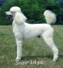 A photo of Mill Rose Masterpiece, a white standard poodle