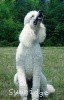 A photo of Mill Rose Masterpiece, a white standard poodle