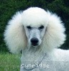 A photo of Mill Rose Masterpiece, a white standard poodle