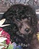 A photo of Amandi's Midnight Blue, a blue standard poodle