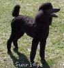 A photo of Amandi's Midnight Blue, a blue standard poodle