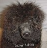 A photo of Amandi's Midnight Blue, a blue standard poodle