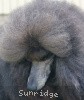 A photo of Amandi's Midnight Blue, a blue standard poodle