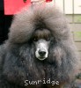 A photo of Amandi's Midnight Blue, a blue standard poodle