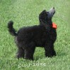 A photo of Sunridge Crystal Princess, a silver standard poodle