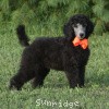 A photo of Sunridge Crystal Princess, a silver standard poodle