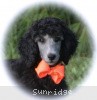 A photo of Sunridge Crystal Princess, a silver standard poodle