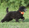 A photo of Sunridge Crystal Princess, a silver standard poodle