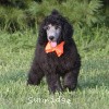 A photo of Sunridge Crystal Princess, a silver standard poodle