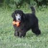 A photo of Sunridge Crystal Princess, a silver standard poodle