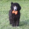 A photo of Sunridge Crystal Princess, a silver standard poodle