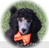 A picture of Sunridge Crystal Princess, a silver standard poodle
