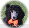 A photo of Sunridge Crystal Princess, a silver standard poodle