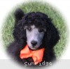 A photo of Sunridge Crystal Princess, a silver standard poodle