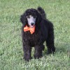 A photo of Sunridge Crystal Princess, a silver standard poodle