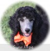 A photo of Sunridge Crystal Princess, a silver standard poodle