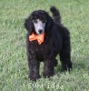 A photo of Sunridge Crystal Princess, a silver standard poodle