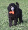 A photo of Sunridge Crystal Princess, a silver standard poodle