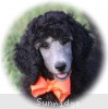 A photo of Sunridge Crystal Princess, a silver standard poodle