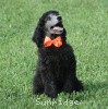 A photo of Sunridge Crystal Princess, a silver standard poodle