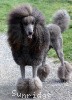 A photo of Amandi's Midnight Blue, a blue standard poodle