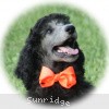 A photo of Sunridge Crystal Princess, a silver standard poodle