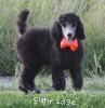 A photo of Sunridge Crystal Princess, a silver standard poodle