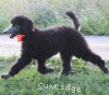 A photo of Sunridge Crystal Princess, a silver standard poodle