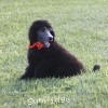 A photo of Sunridge Crystal Princess, a silver standard poodle