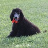 A photo of Sunridge Crystal Princess, a silver standard poodle