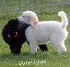 A photo of Sunridge Crystal Princess, a silver standard poodle